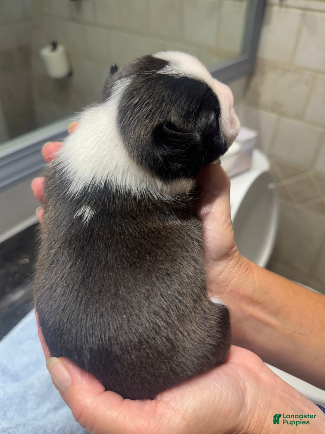 Boston Terrier dogs for sale: Daisy - Image 2