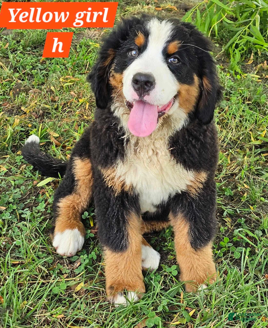 Bernese Mountain Dog dogs for sale: Yellow - Image 2