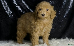 Mini Goldendoodle dogs for sale: Marvel - Image 6