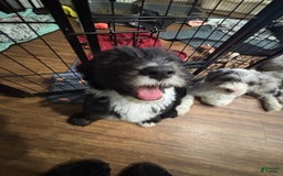 Old English Sheepdog dogs for sale: Dark Blue Boy - Image 4