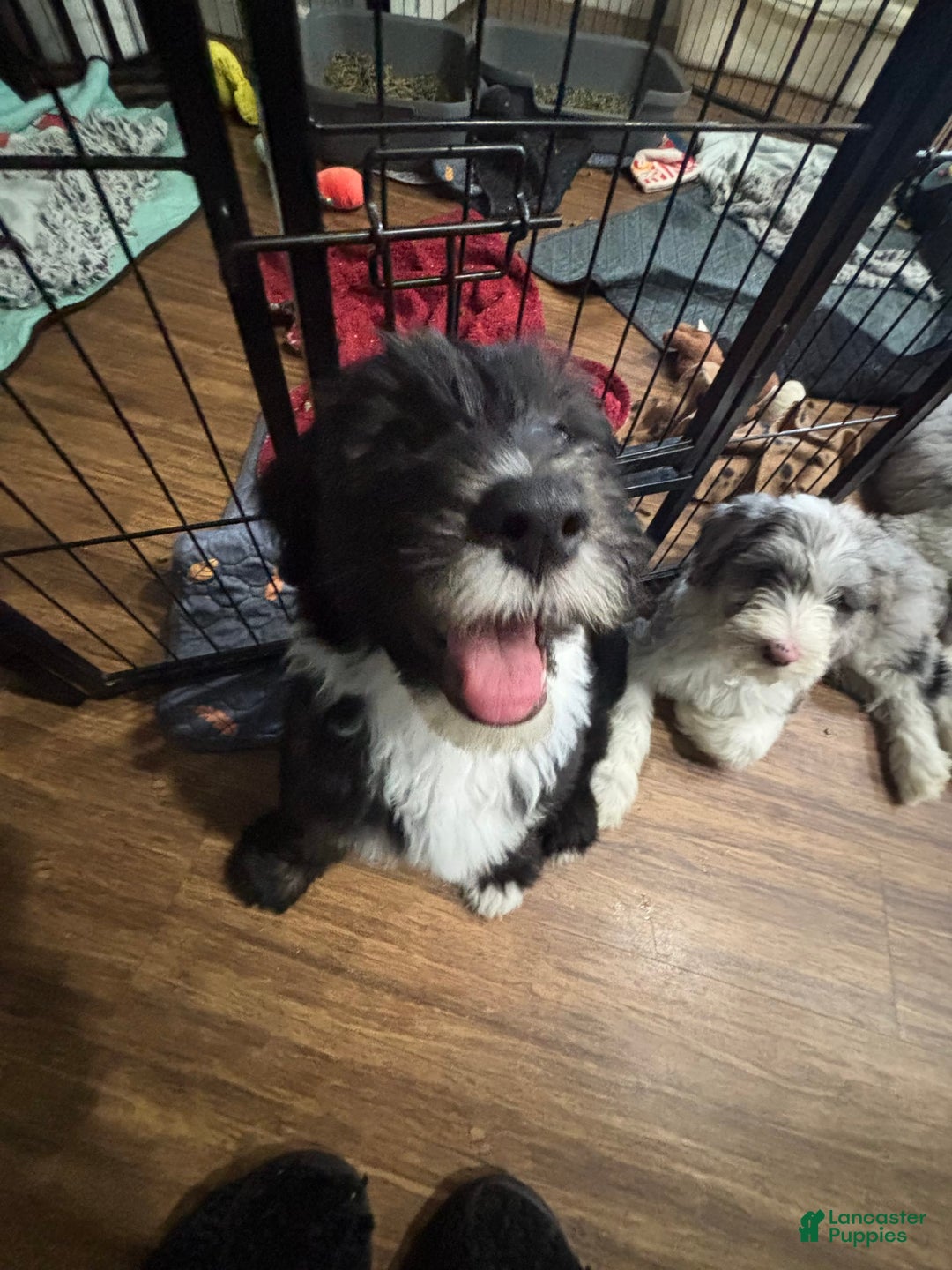 Old English Sheepdog dogs for sale: Dark Blue Boy - Image 4
