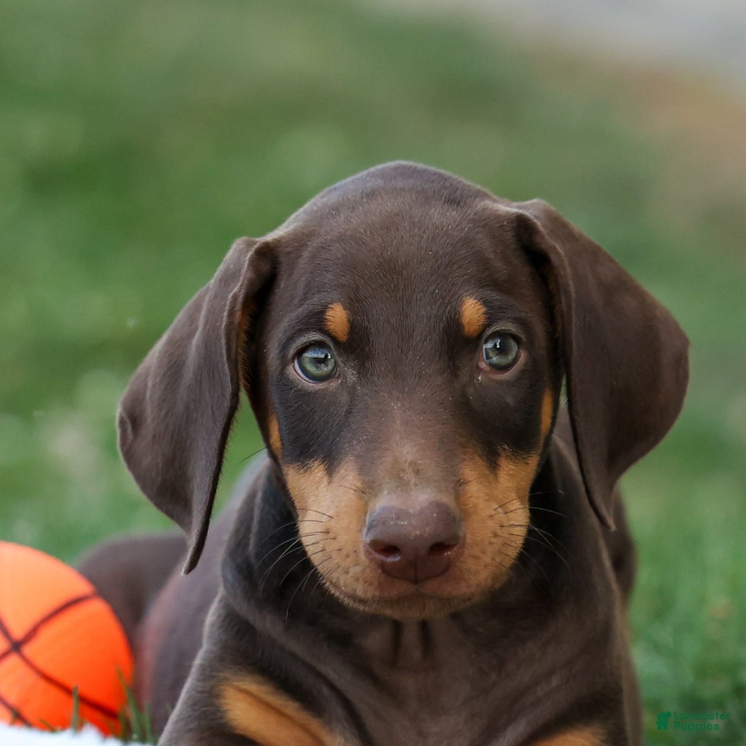 Doberman Pinscher dogs for sale: Doberman Pinscher 7 puppies - Image 6