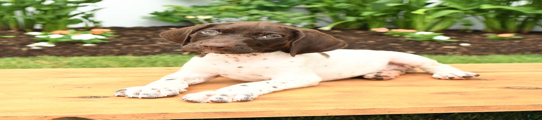 Otis