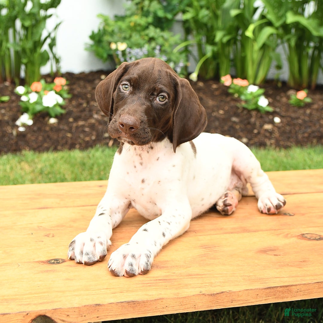 German Shorthaired Pointer dogs for sale: Otis - Image 3