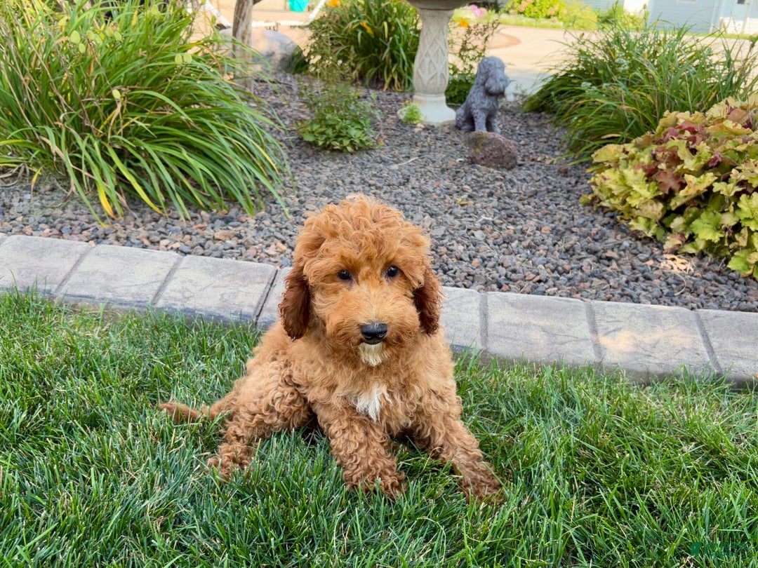 Cockapoo dogs for sale: Sam - Image 2
