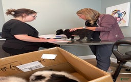 Shetland Sheepdog dogs for sale: Bi-black - Image 3