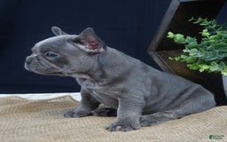 French Bulldog dogs for sale: Sophie - Image 4