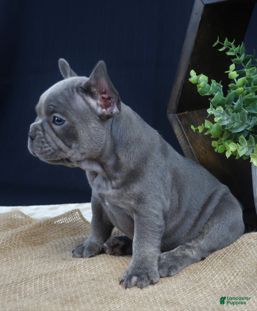 French Bulldog dogs for sale: Sophie - Image 4