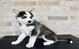 Siberian Husky dogs for sale: Aria - Image 5