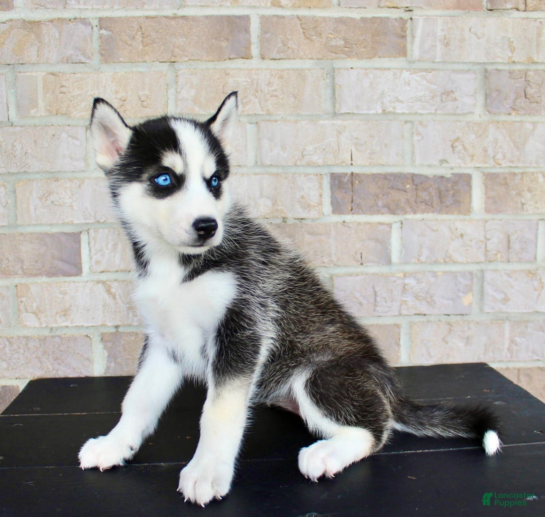 Siberian Husky dogs for sale: Aria - Image 5