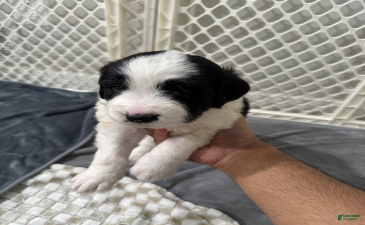 Saint Berdoodles dogs for sale - Ad 1