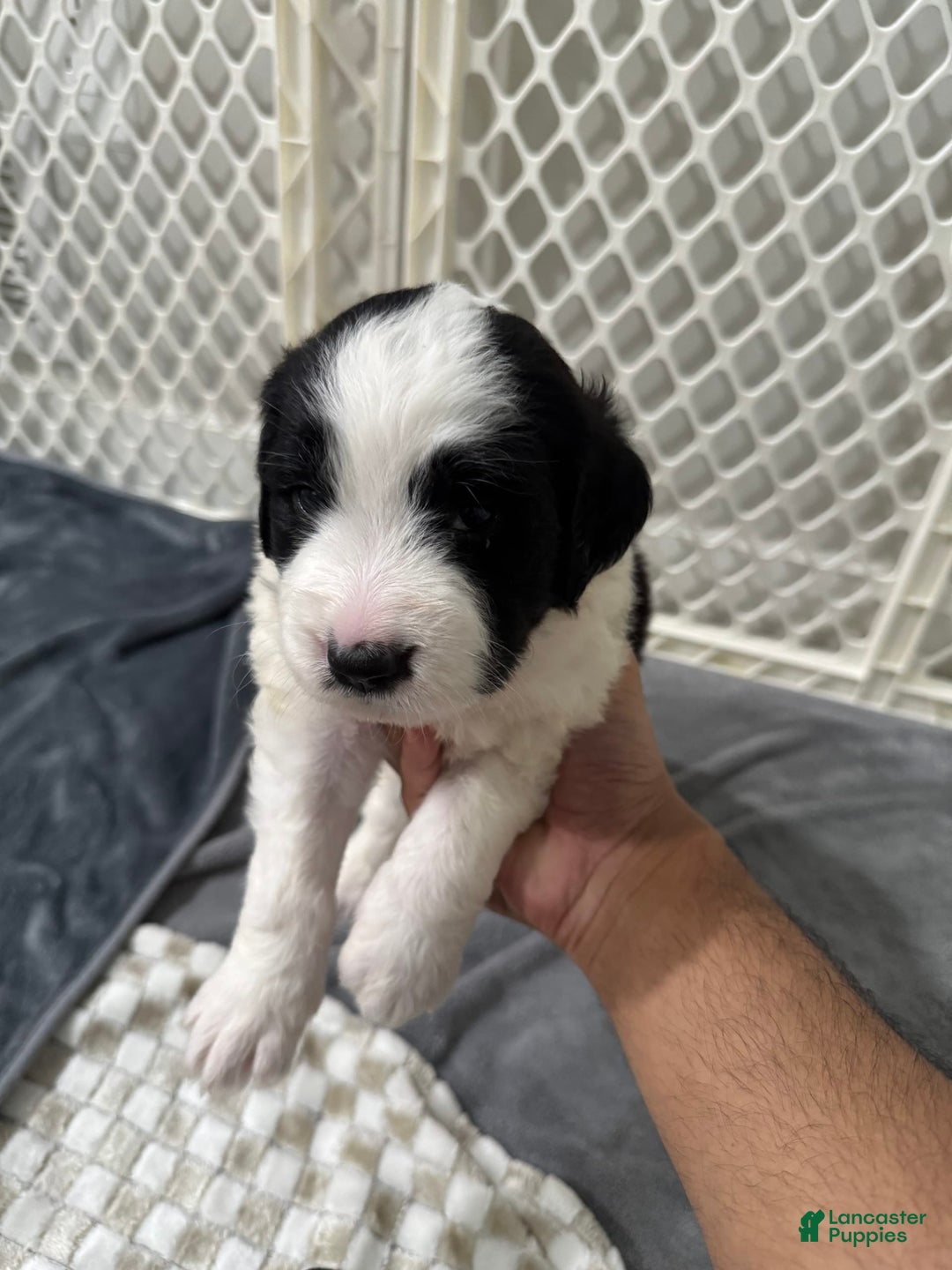 Saint Berdoodles dogs for sale: Missy - Image 1
