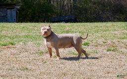 American Bully dogs for sale: Ms. Rose - Image 6