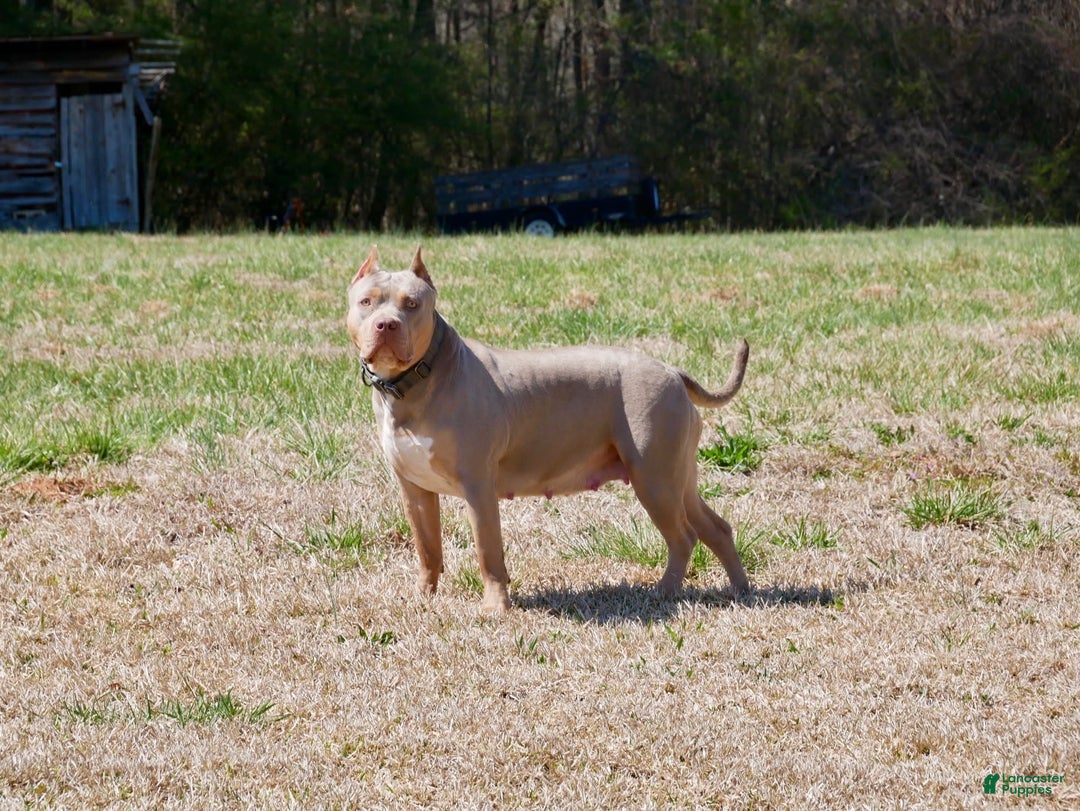 American Bully dogs for sale: Ms. Rose - Image 6