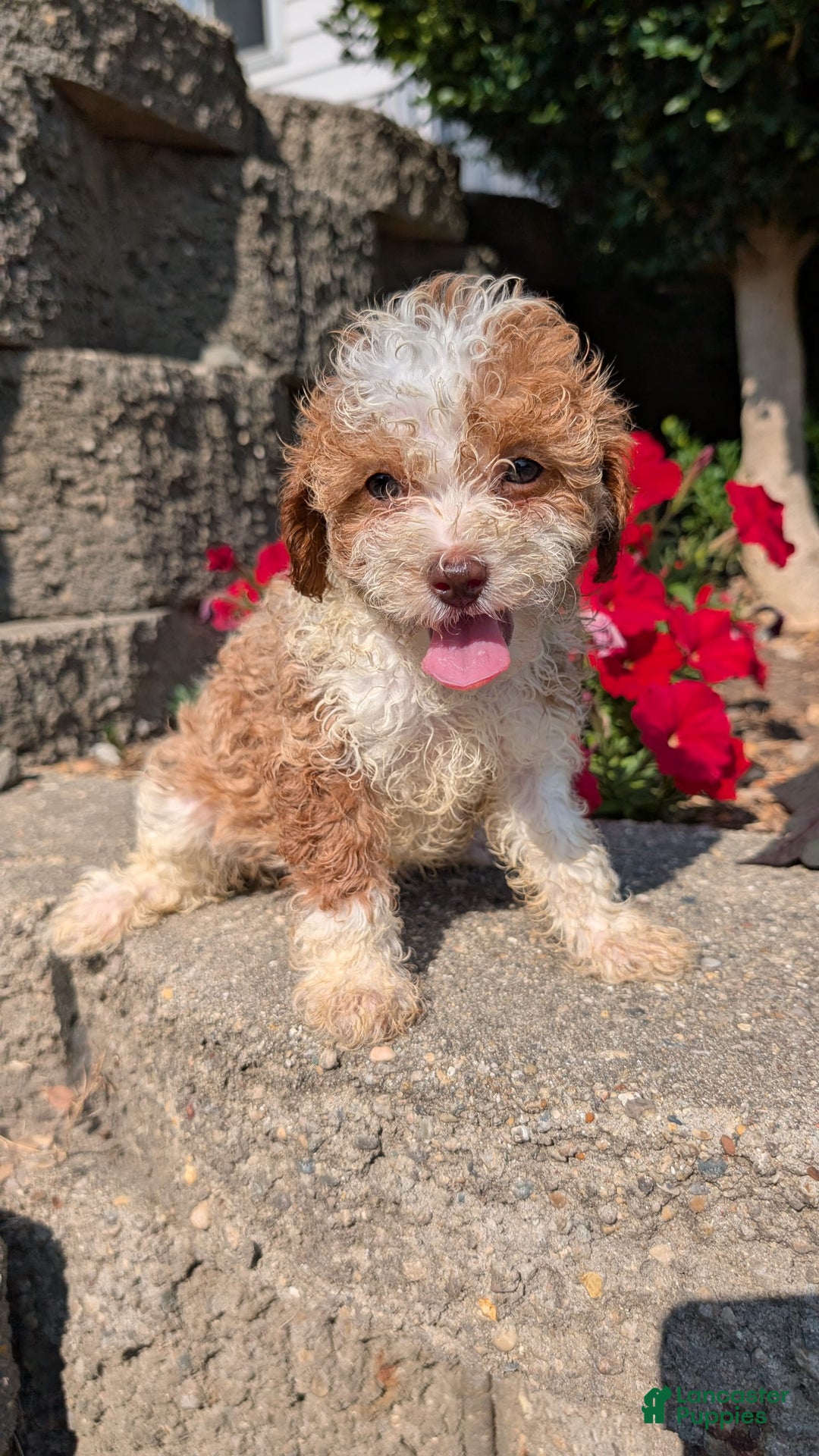 Cavapoo dogs for sale: Kya - Image 10