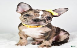 Frenchton dogs for sale: Freddy - Image 9