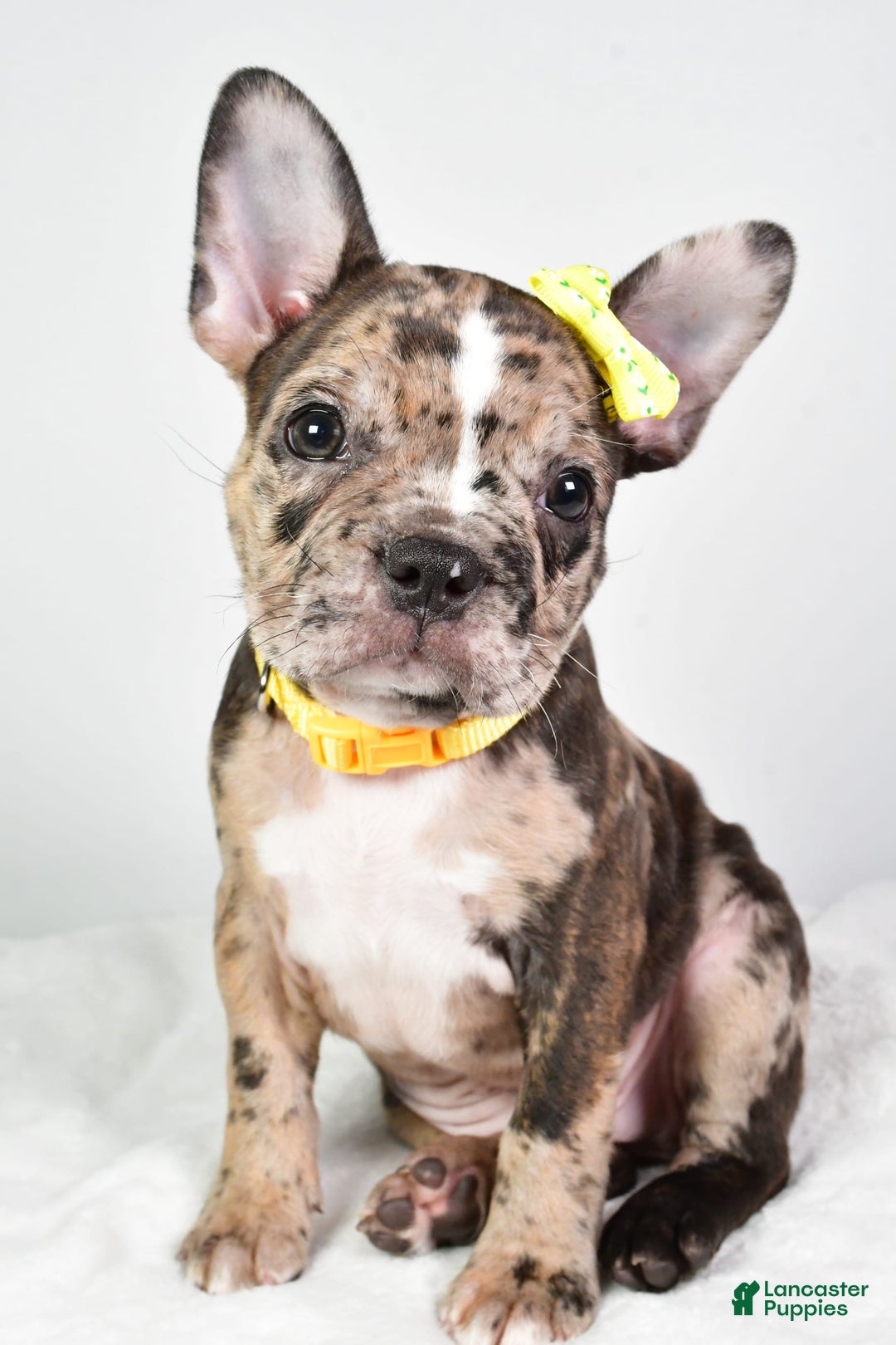 Frenchton dogs for sale: Freddy - Image 9