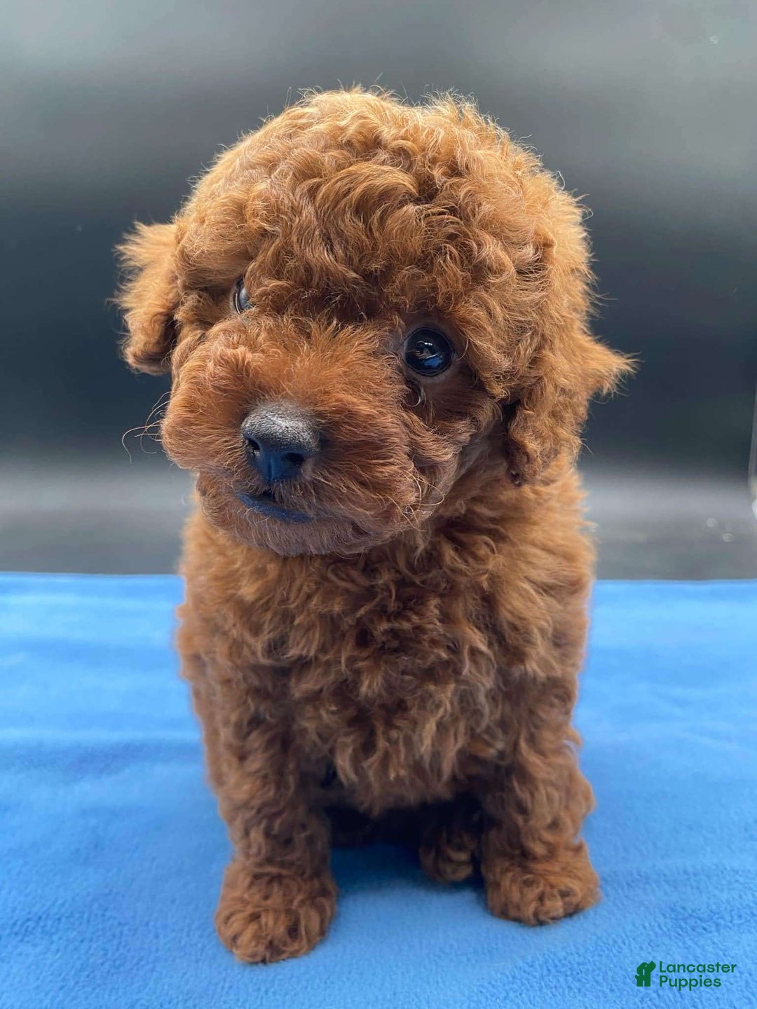 Toy Poodle dogs for sale: Rojo - Image 4
