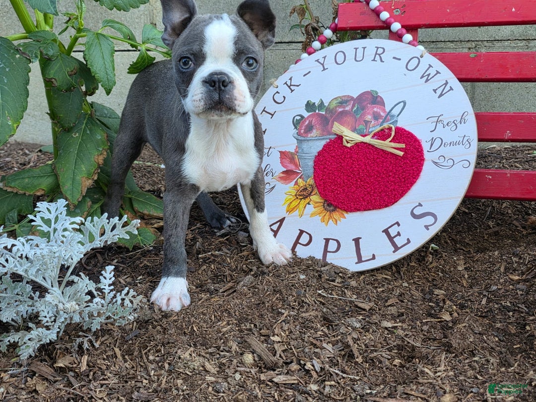 French Bulldog dogs for sale: Peaches - Image 5