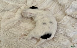 Yorkshire Terrier dogs for sale: Jasper - Image 2