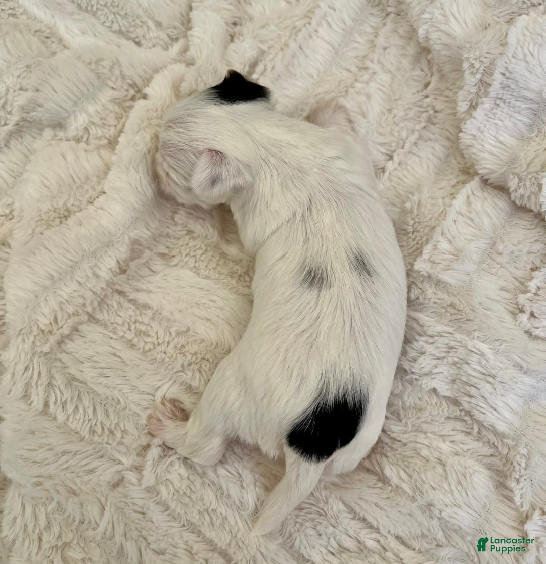 Yorkshire Terrier dogs for sale: Jasper - Image 2