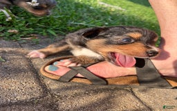 Miniature Australian Shepherd dogs for sale: Jane - Image 9