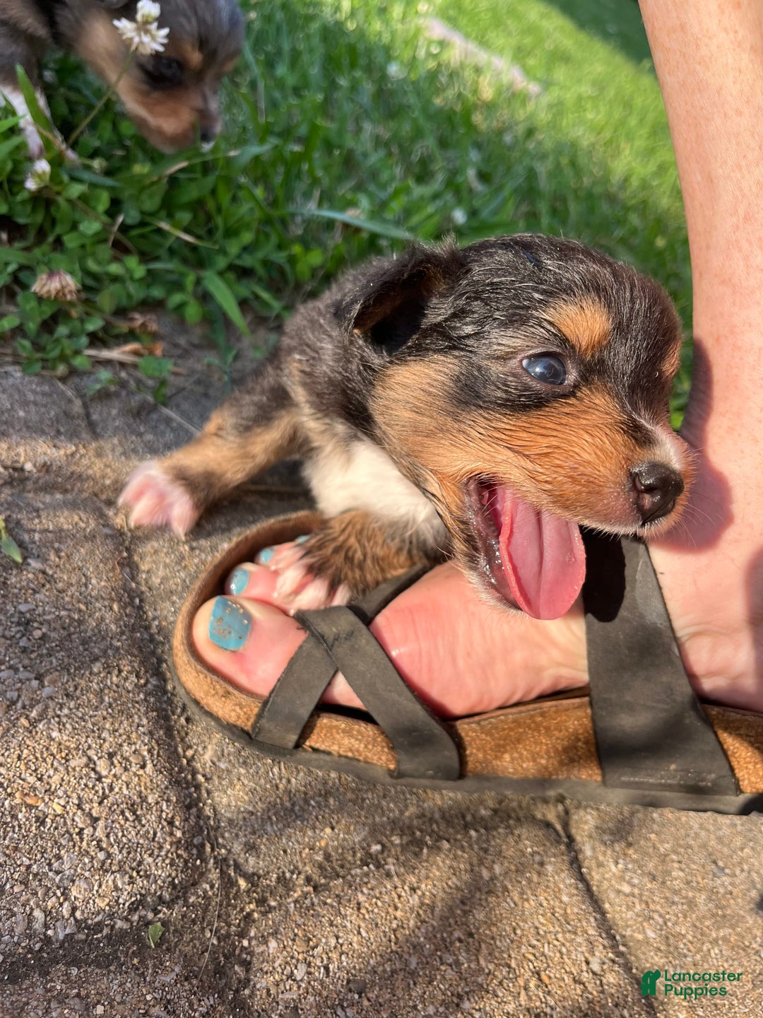 Miniature Australian Shepherd dogs for sale: Jane - Image 9
