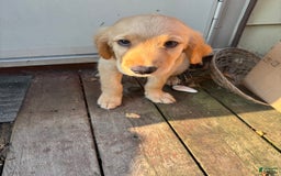 Goldendoodle dogs for sale: Josh - Image 2