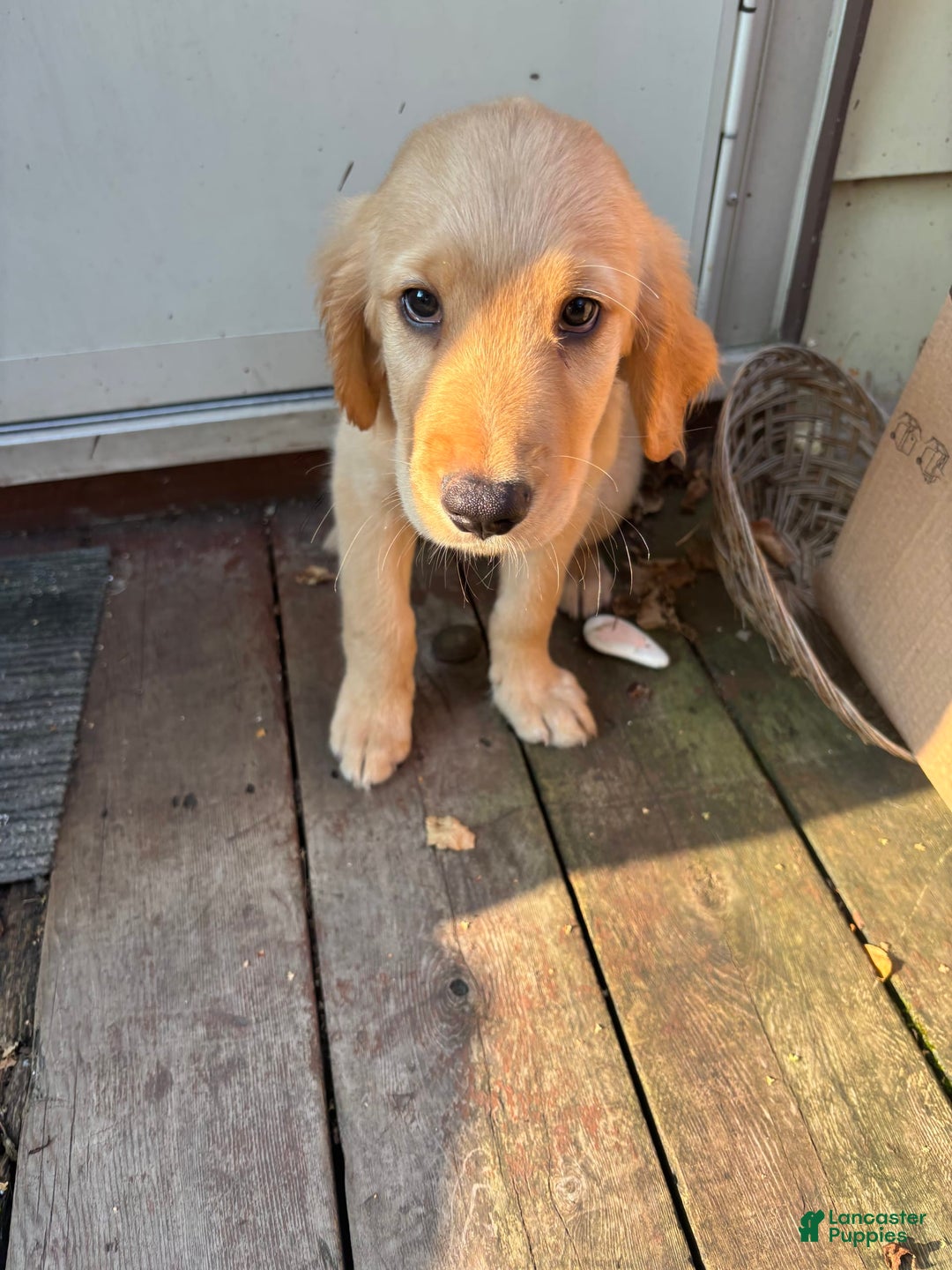 Goldendoodle dogs for sale: Josh - Image 2
