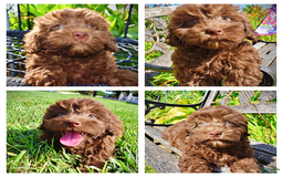 Havapoo dogs for sale: Flower - Image 7