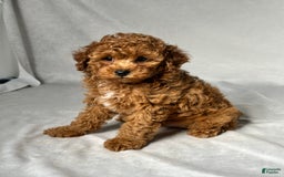 Miniature Poodle dogs for sale: Hudson - Image 3