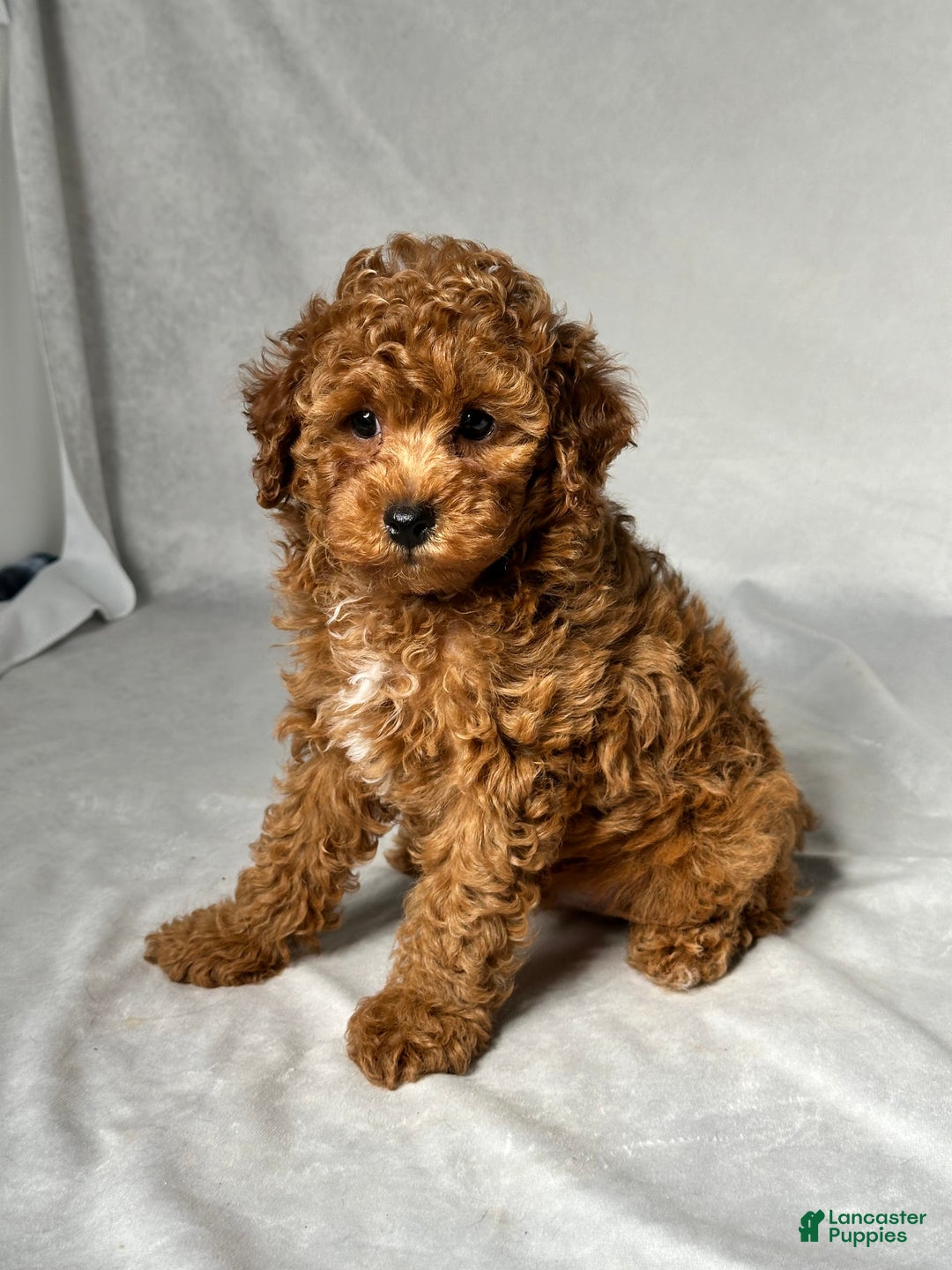 Miniature Poodle dogs for sale: Hudson - Image 3