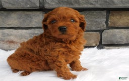 Cavapoo dogs for sale: Gemma - Image 3