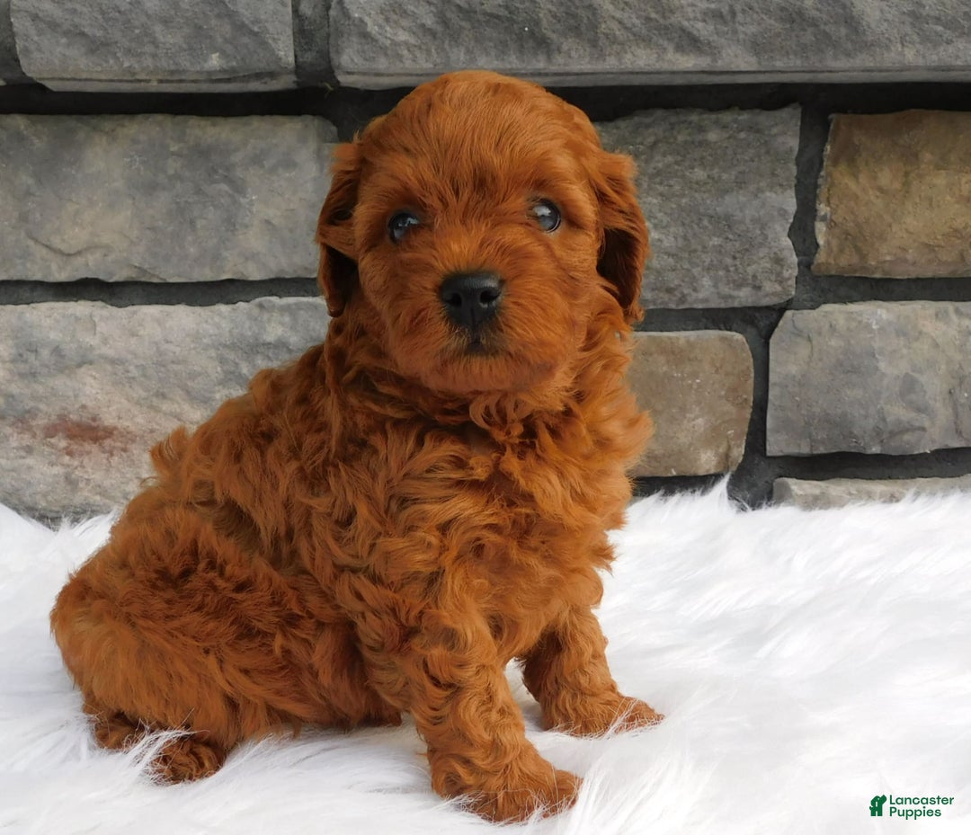 Cavapoo dogs for sale: Gemma - Image 3