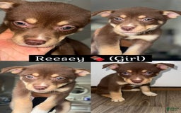 Siberian Husky dogs for sale: Reesey - Image 1