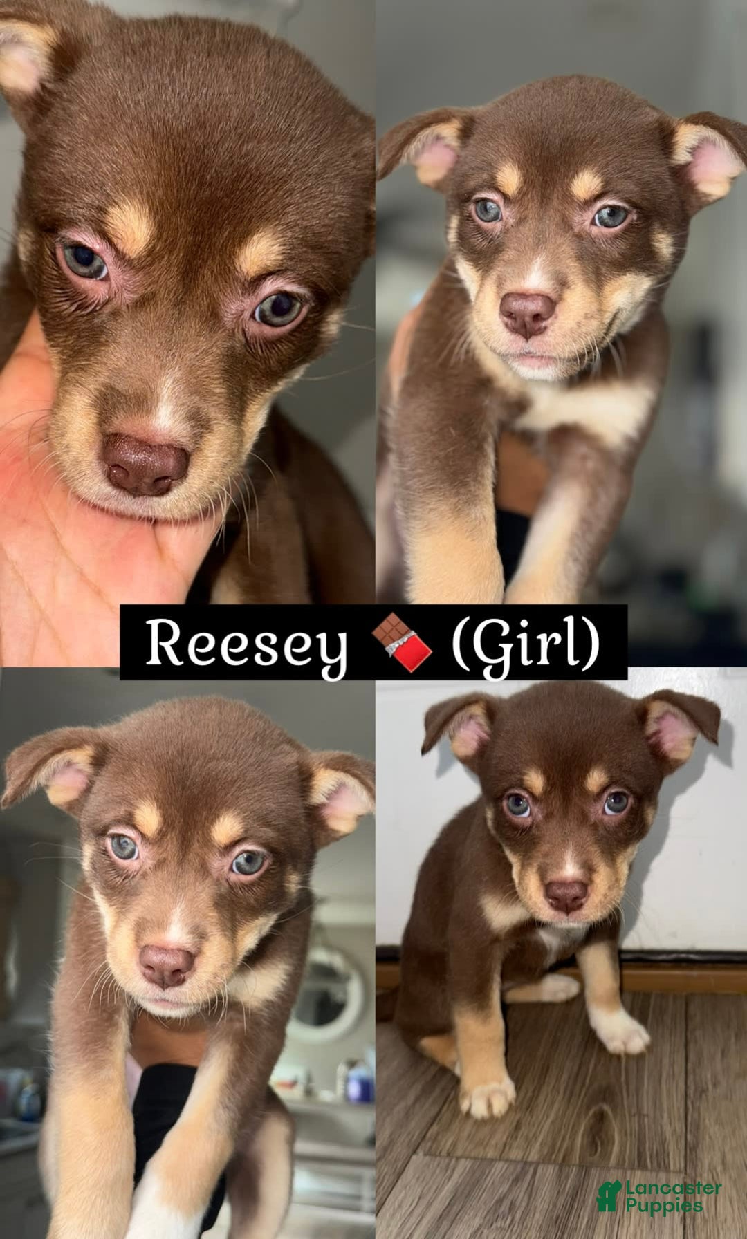 Siberian Husky dogs for sale: Reesey - Image 1