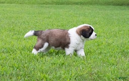 Saint Bernard dogs for sale: Holly - Image 3