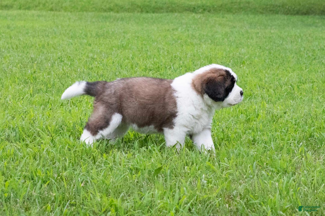Saint Bernard dogs for sale: Holly - Image 3