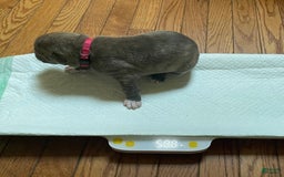 American Bully dogs for sale: Majestic - Image 20