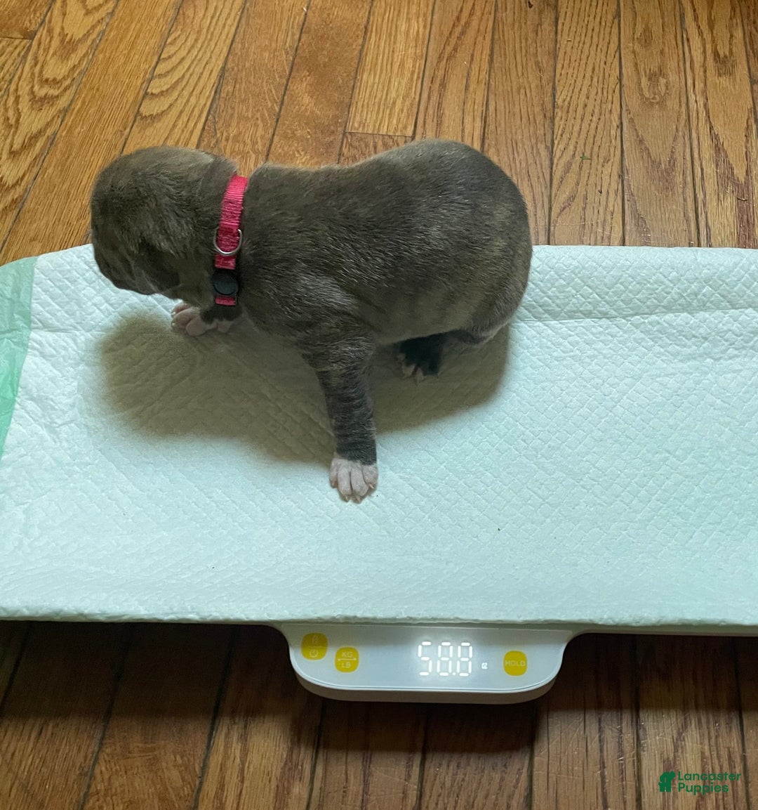 American Bully dogs for sale: Majestic - Image 20