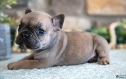 French Bulldog dogs for sale: Alex - Image 3
