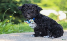 Morkie dogs for sale: Cooper - Image 5