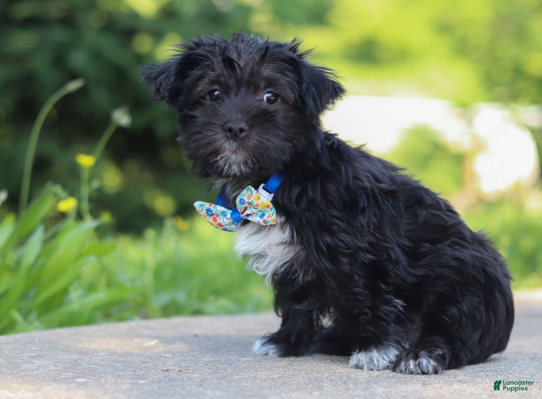 Morkie dogs for sale: Cooper - Image 5