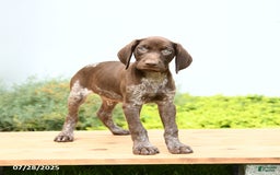German Shorthaired Pointer dogs for sale: Jack - Image 3