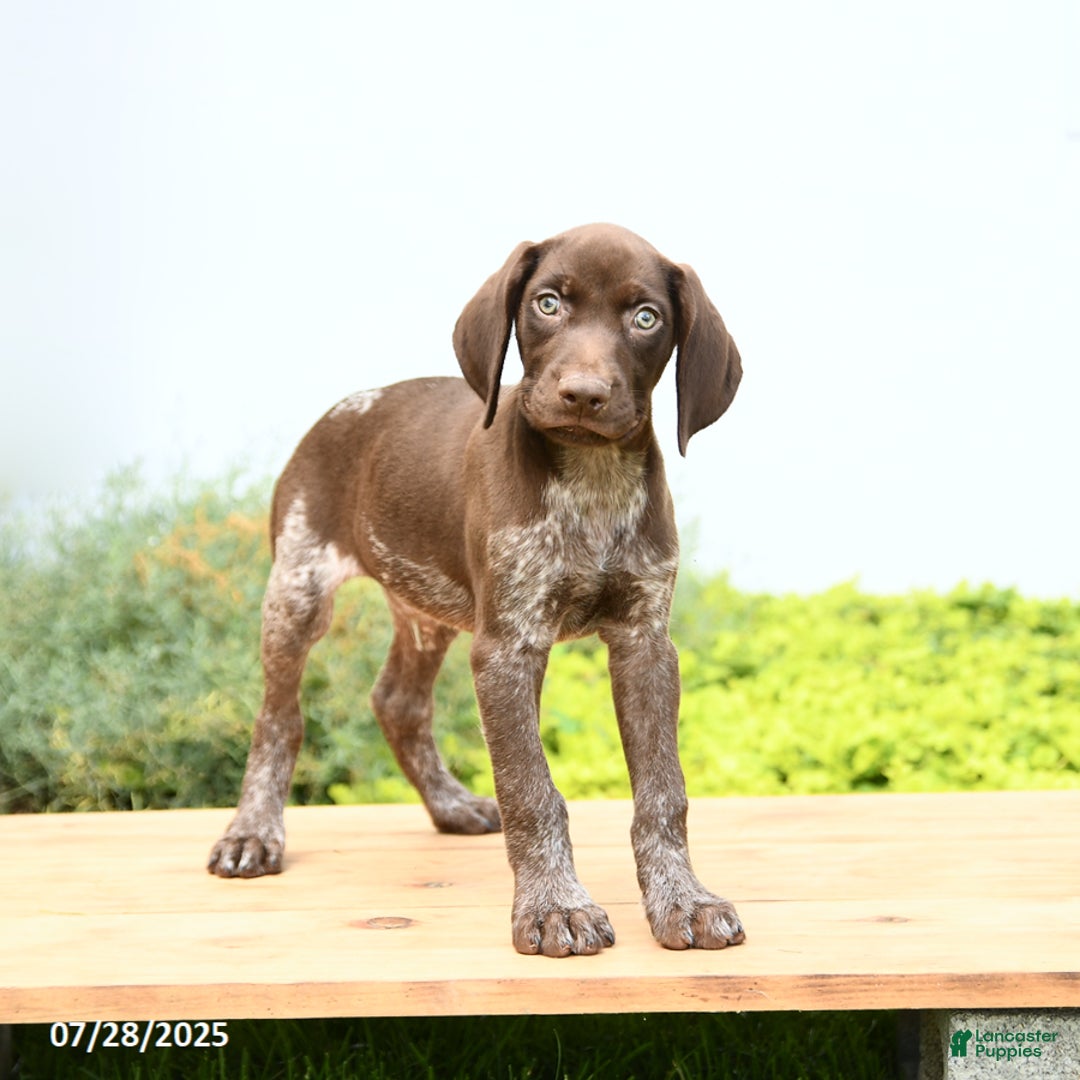 German Shorthaired Pointer dogs for sale: Jack - Image 3