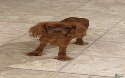Cavapoo dogs for sale: Phoenix - Image 69