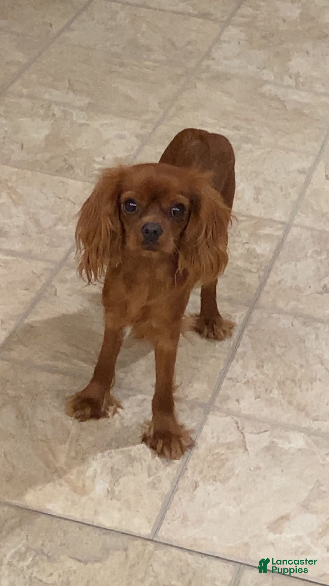 Cavapoo dogs for sale: Phoenix - Image 69