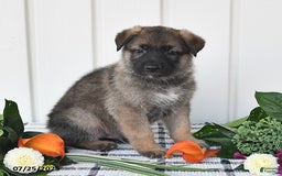 German Shepherd dogs for sale: Lincoln - Image 1