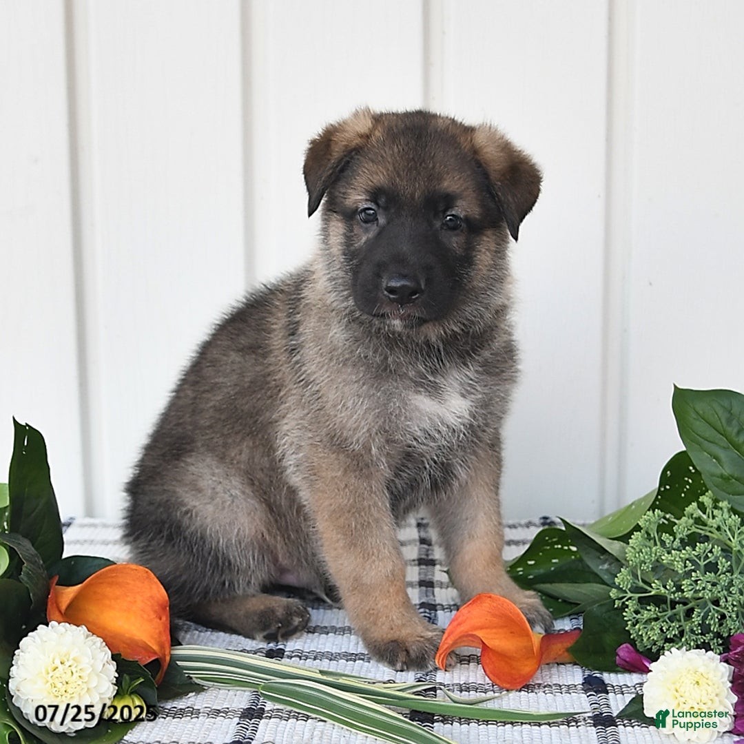 German Shepherd dogs for sale: Lincoln - Image 1