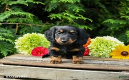 Miniature Dachshund dogs for sale: Ella - Image 1